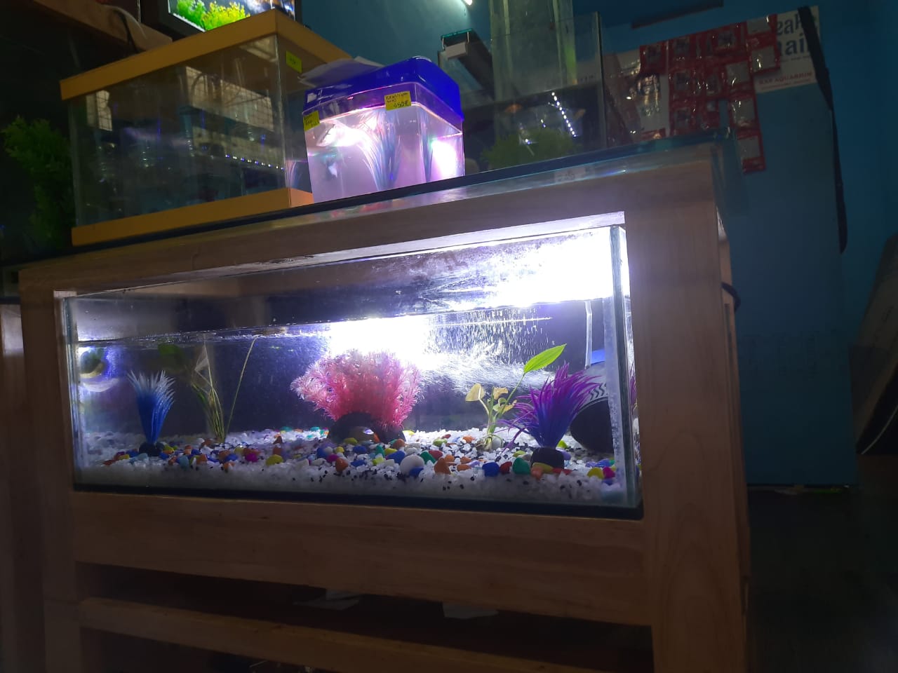RAS AQUARIUM & PETS